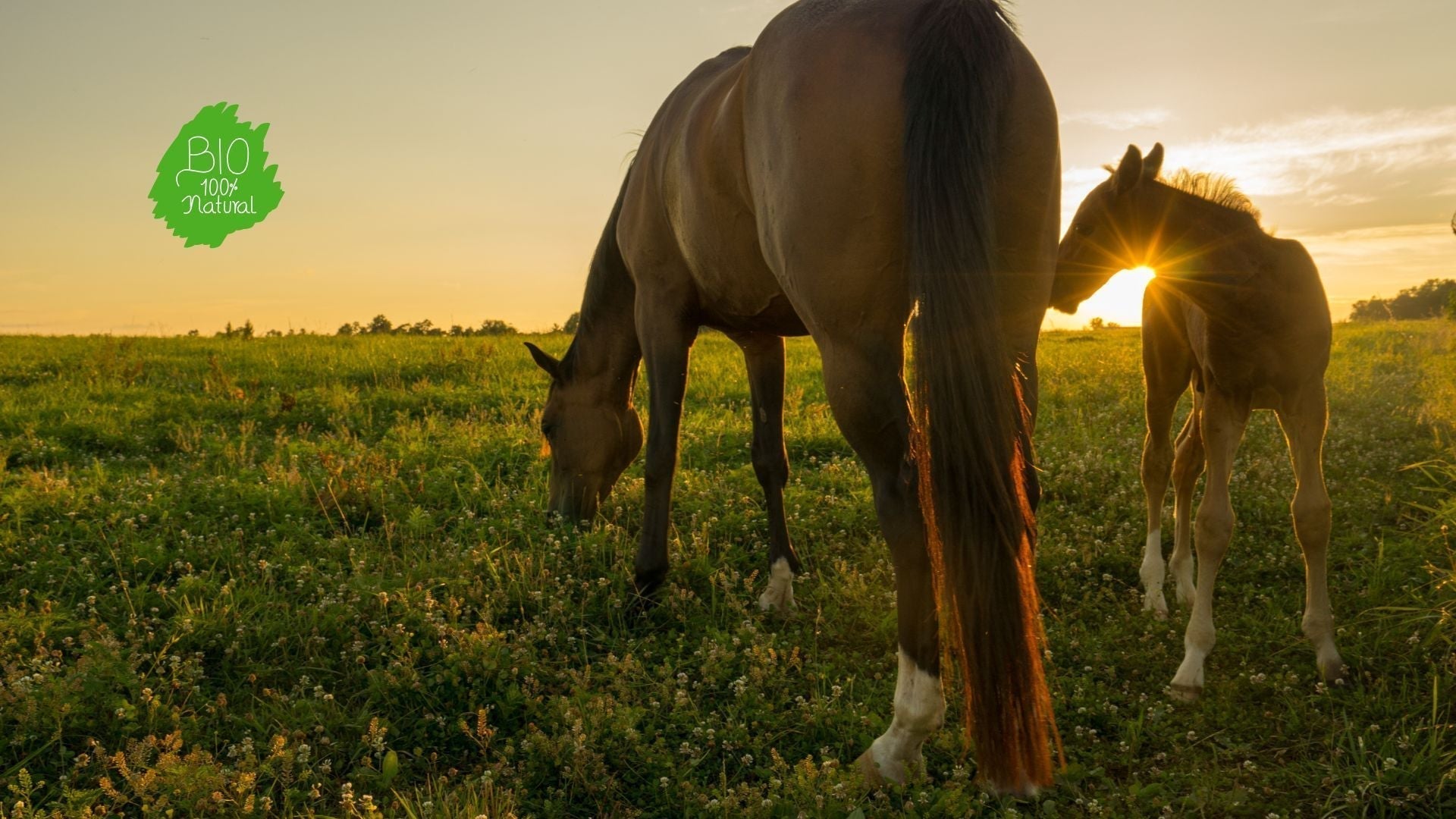 Ein Fohlen mit Stute im Gras